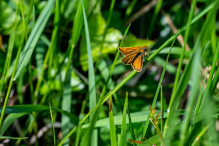 thymelicus lineola on vegetation in the sun