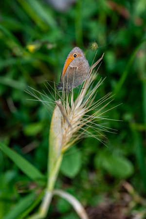butterfly licaone on ear of wheatの写真素材