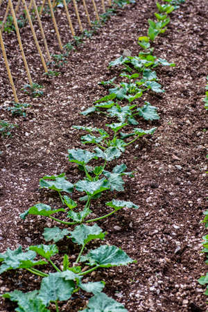 1 ROW OF ZUCCHINI PLANTSの写真素材