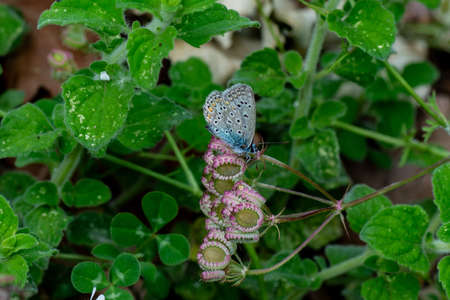 PLEBEJUS IDAS ON VEGETATION OR FLOWERの写真素材