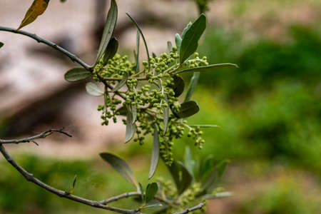 OLIVE GROWING IN ITS PERIODの写真素材