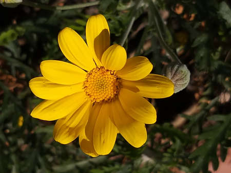 a common yellow daisy flower in the gardenの写真素材