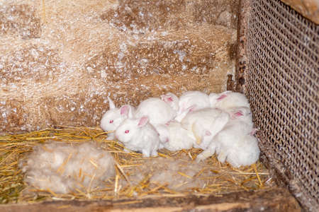 white rabbits with red eyes a few months oldの写真素材