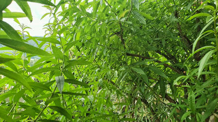 green and fragrant citron plantの写真素材