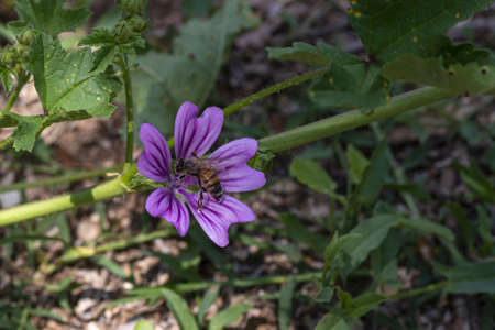 mallow flower with a bee