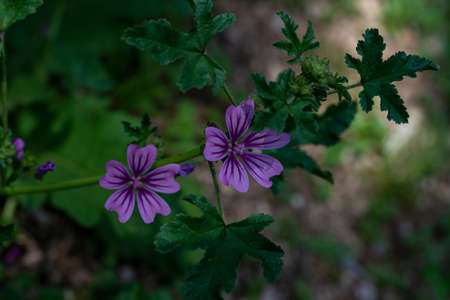 mallow flowers in full summerの写真素材