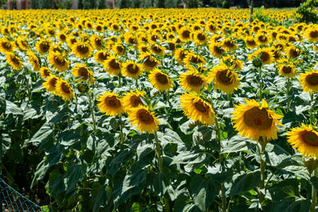 large field of turns aloneの写真素材