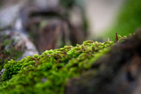 wild moss on a tree in winterの写真素材