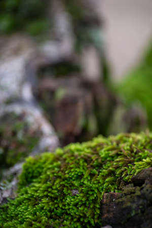 wild moss on a tree in winterの写真素材