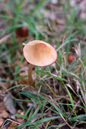 wild mushroom family born in a woodの写真素材