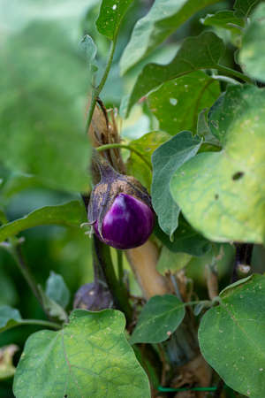 eggplant plant growing in its periodの写真素材