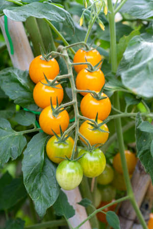 cherry tomatoes on the growing plantの写真素材