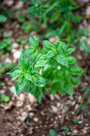 basil plant for food seasoningsの写真素材