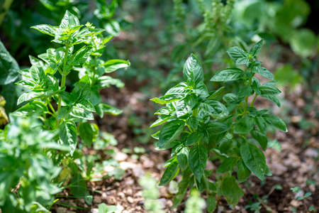 basil plant for food seasoningsの写真素材