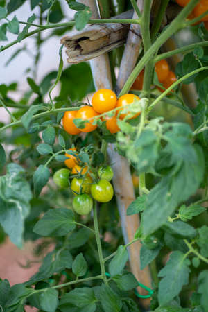 cherry tomatoes on the growing plantの写真素材