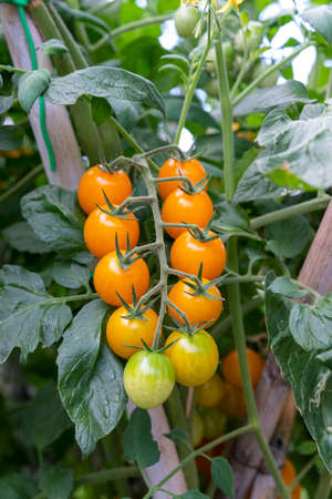 tomatoes for food use during growthの写真素材