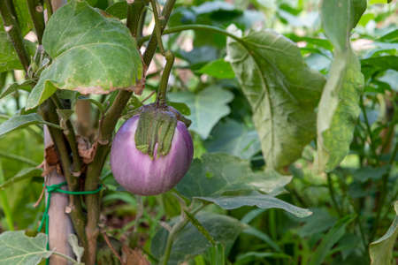 eggplants growing in their plantの写真素材