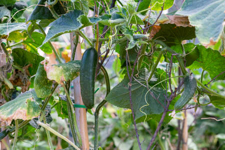growing cucumbers for salad dressingsの写真素材