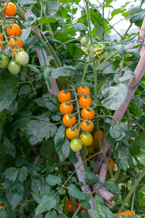 tomatoes for food use during growthの写真素材