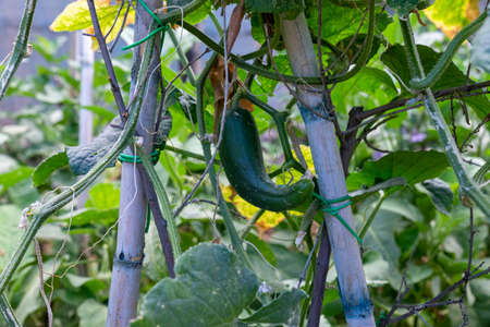 growing cucumbers for salad dressingsの写真素材