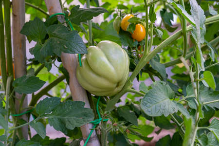 tomatoes for food use during growthの写真素材