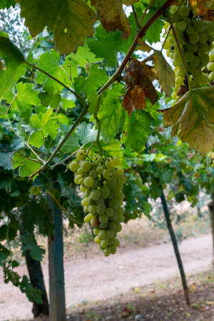 bunches of white table grapesの写真素材