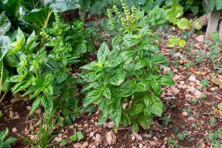 green basil for table food seasoningsの写真素材