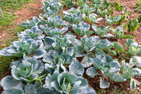 cabbage plantation used as table foodの写真素材