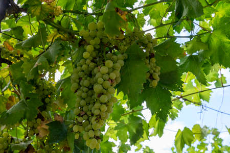 bunches of white table grapesの写真素材