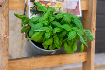 potted basil displayed for saleの写真素材