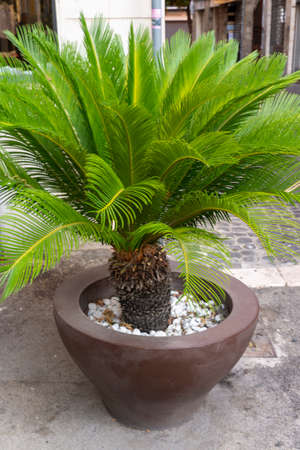 small palm tree on a vase as a displayの写真素材