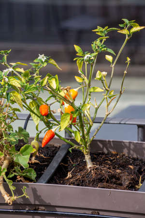 chilli seedling planted on a potの写真素材