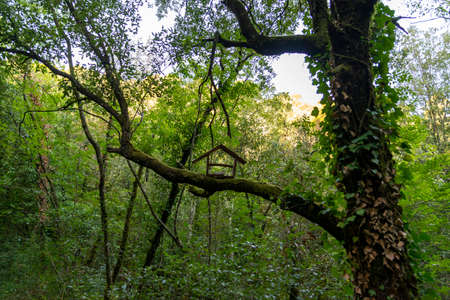 birdhouse placed on a branchの写真素材