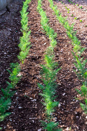 growing luttaga plantation for food use for home useの写真素材