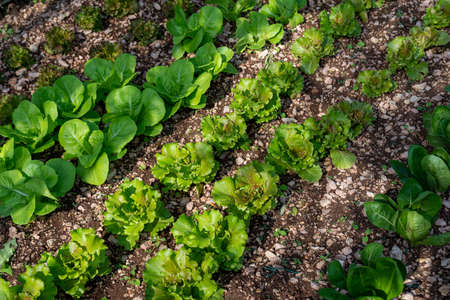growing luttaga plantation for food use for home useの写真素材