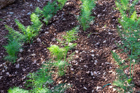 small plantation of freshly grown fennel for food useの写真素材