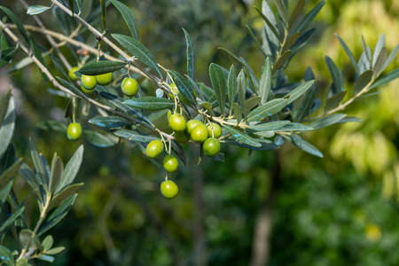 olive fruit on the still green plantの写真素材