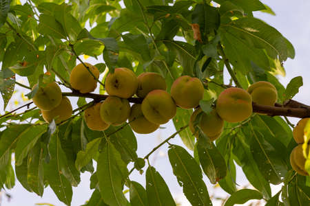 September peaches on the plant ready for harvestの写真素材