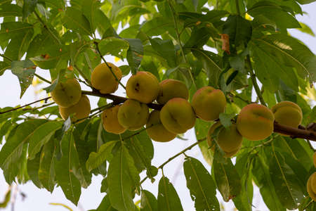 September peaches on the plant ready for harvestの写真素材