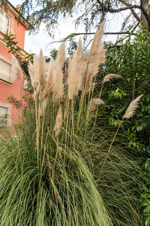 pampas plant with its feathersの写真素材