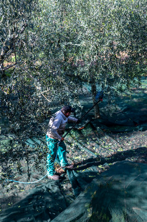 terni, italy november 10 2020: olive harvest in the November season with hydraulic handsのeditorial素材
