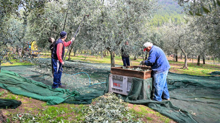 terni, italy november 12 2020: olive harvesting workers with towels and hydraulic handsのeditorial素材