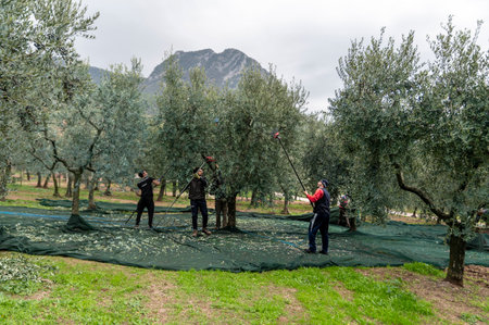 terni, italy november 12 2020: olive harvesting workers with towels and hydraulic handsのeditorial素材