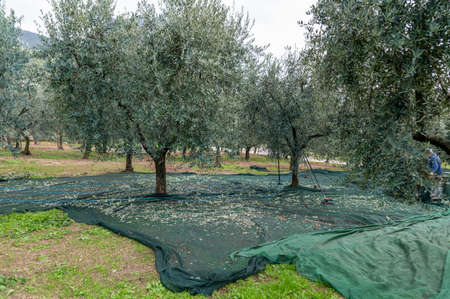 cloths positioned for olive harvesting under the treesの写真素材