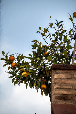 mandarin plant with fruits hanging outside a houseの写真素材
