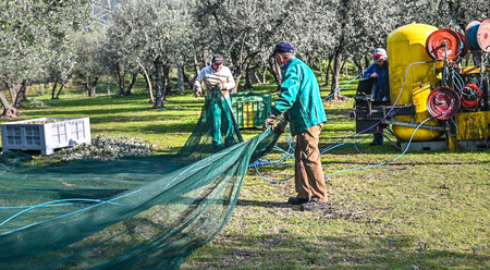 terni, italy november 26 2020: workers who harvest olive from the columns with hydraulic rakesのeditorial素材