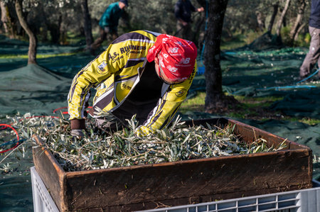 terni, italy november 26 2020: workers who harvest olive from the columns with hydraulic rakesのeditorial素材