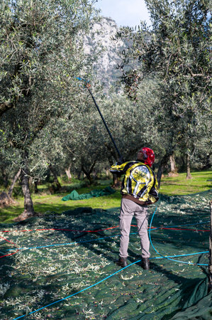 terni, italy november 26 2020: workers who harvest olive from the columns with hydraulic rakesのeditorial素材