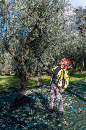 terni, italy november 26 2020: workers who harvest olive from the columns with hydraulic rakesのeditorial素材
