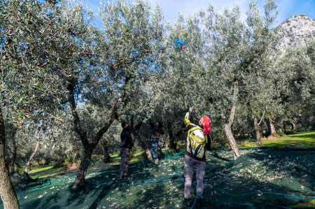 terni, italy november 26 2020: workers who harvest olive from the columns with hydraulic rakesのeditorial素材